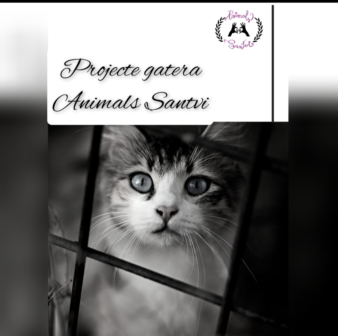 Imatge pels mitjans: Gatera associació Animals Santvi