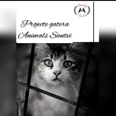 Gatera associació Animals Santvi